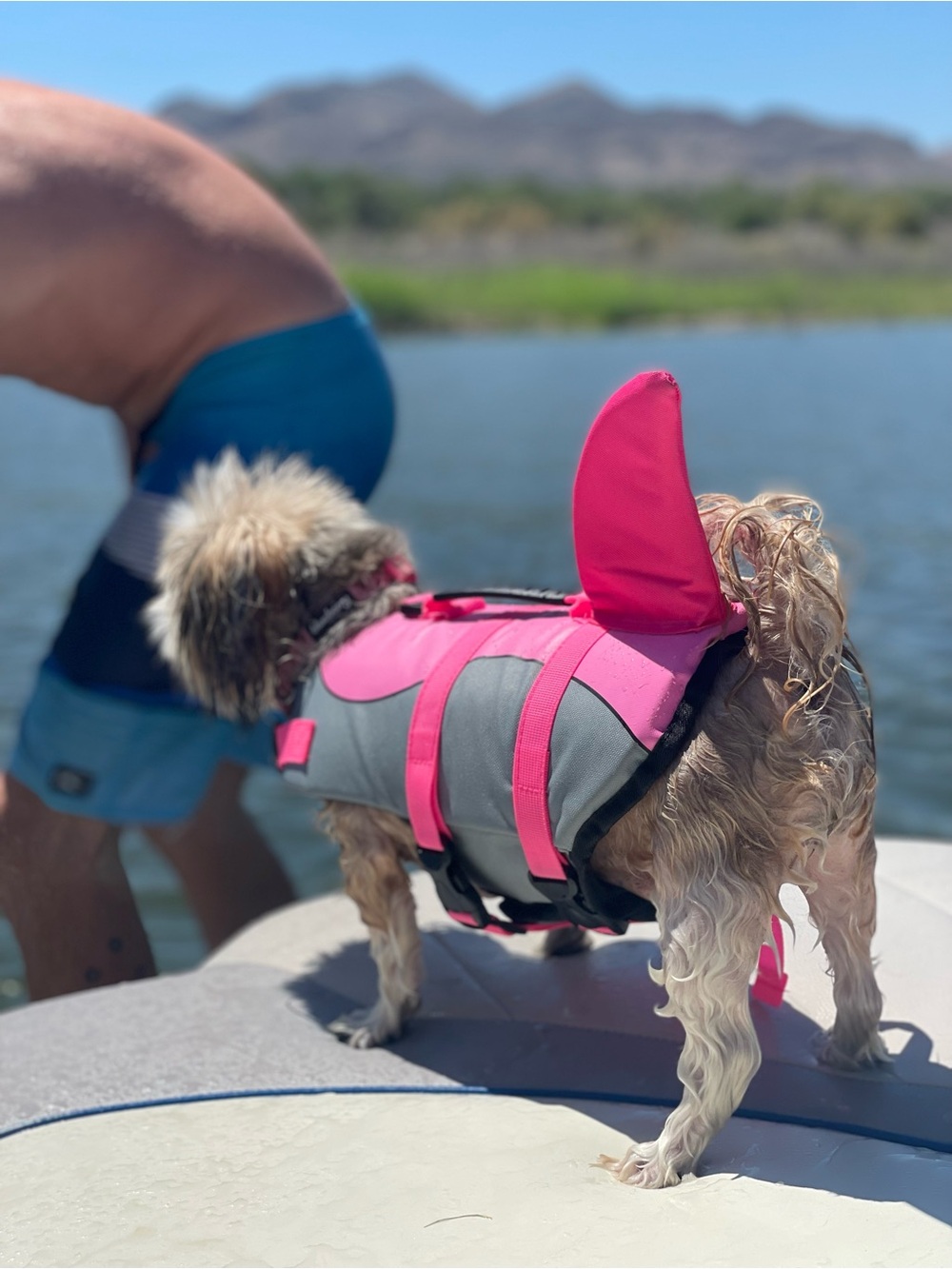Gray & Hot Pink Dog Life Jacket - Safe Swim Vest for Small Dogs